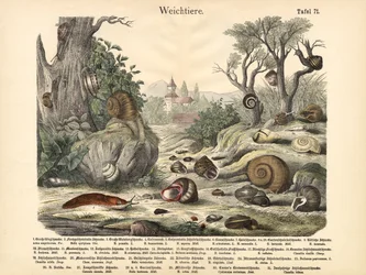 Molluschi